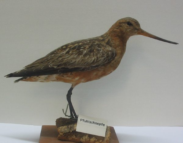 Pfuhlschnepfe