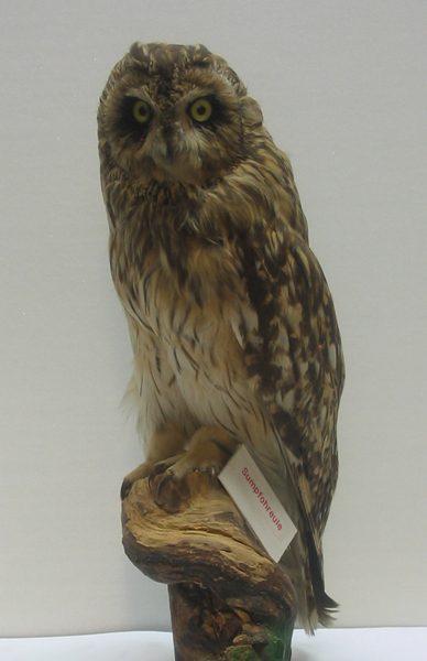 Sumpfohreule