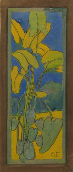 Callapflanze
