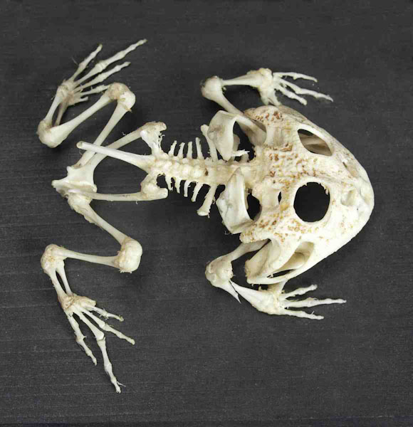 Museen im Saarland Objekt Ceratophrys Ceratophrys ornata